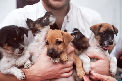 puppylounge